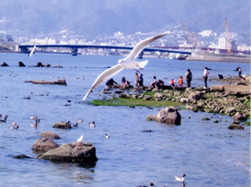 渡り鳥が飛来する甲子園浜