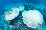 サンゴの白化現象（パラオ）