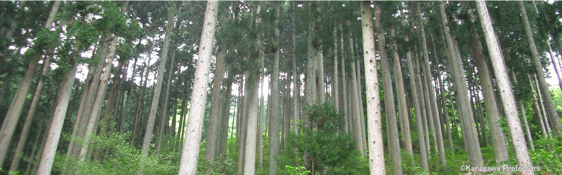 Well managed forest (Kanagawa Prefecture)