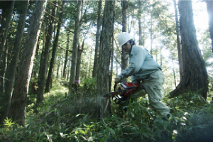 Snapshot of forest management 