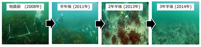 志津川サイトにおける定点モニタリングしていたアラメの消失の写真