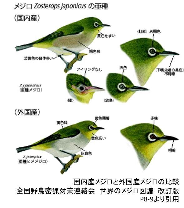 亜種とそうでない種の画像