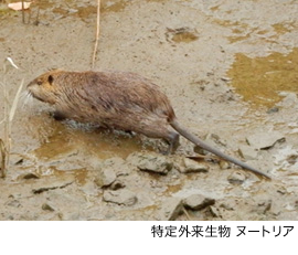 写真：特定外来生物 ヌートリア