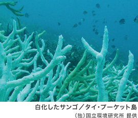 写真：白化したサンゴ／タイ・プーケット島（独）国立環境研究所 提供