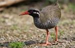 絶滅が危惧されるヤンバルクイナ（沖縄）