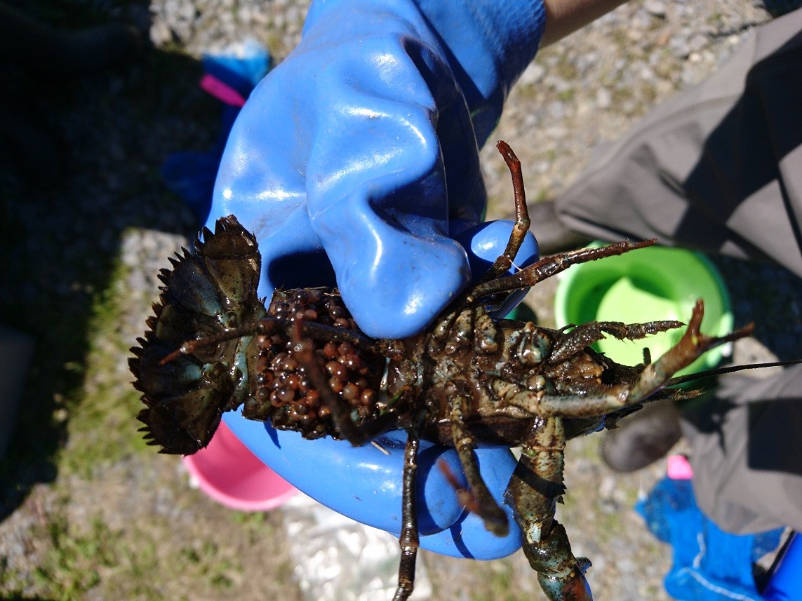 駆除したウチダザリガニ♀（抱卵個体）