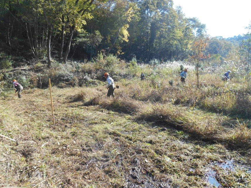 新生息地を創出するため、秋に湿地で除草による植生環境整備を実施している様子
