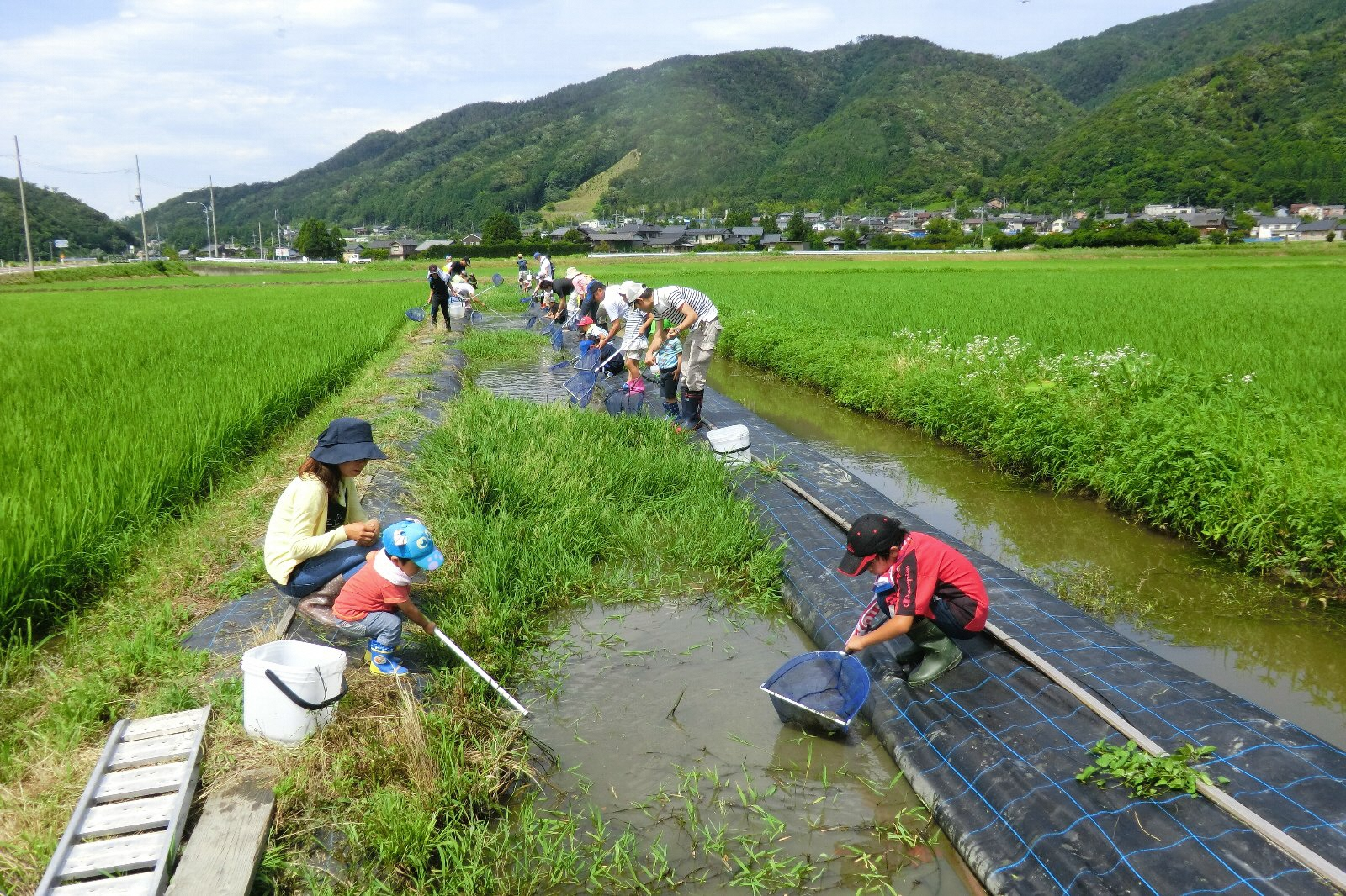 水田にて成長したフナやナマズの調査