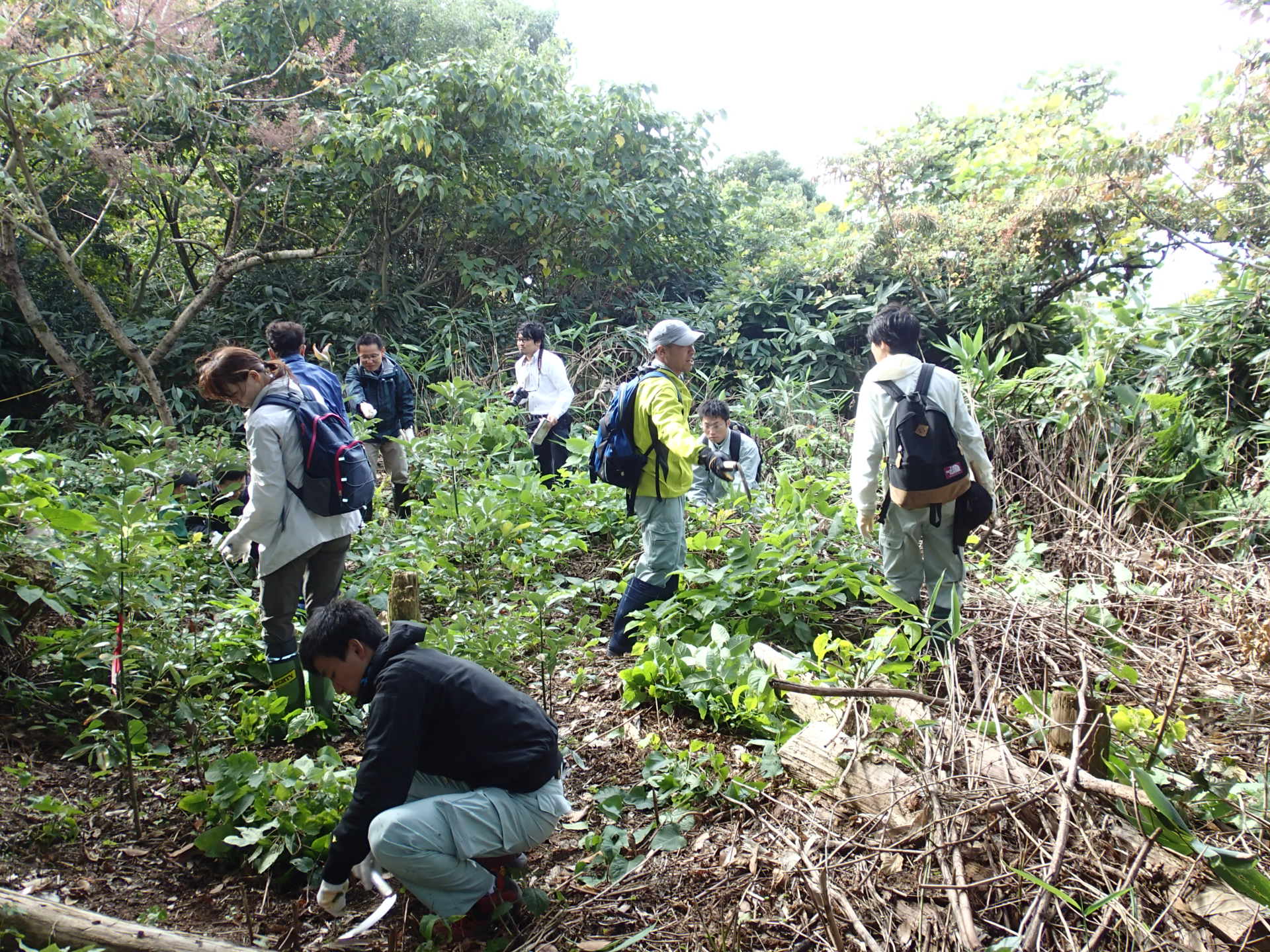 市民などによるタブノキ苗の管理