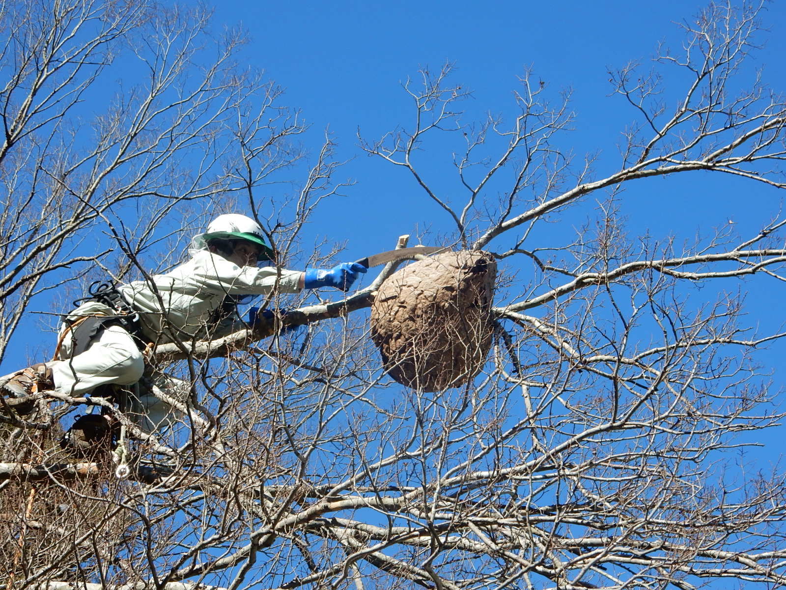 ツマアカスズメバチの営巣除去活動