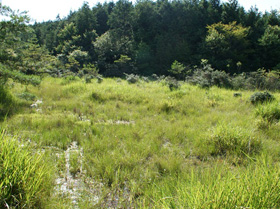 保全に向けて始めた兵庫県下最大級の湧水湿地