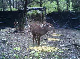 山岳地域におけるシカ捕獲手法の開発（囲いワナによる集団捕獲）