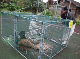 クジャク捕獲の様子