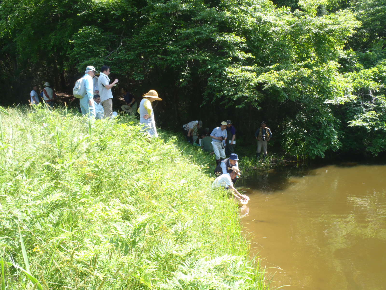 ため池へ稚魚を放流