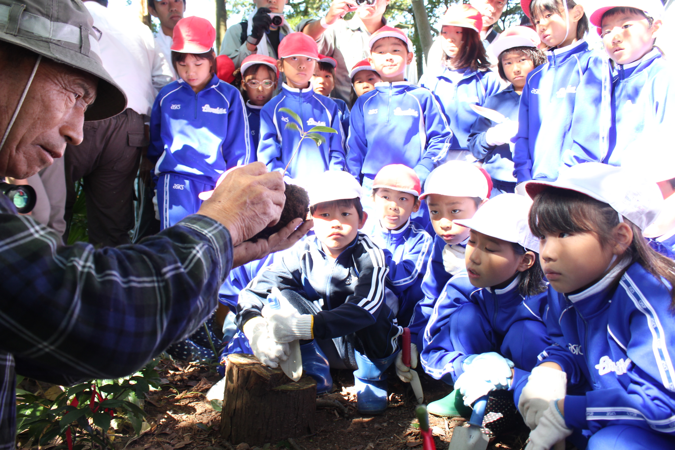 地元小学生によるタブノキ林再生プロジェクト