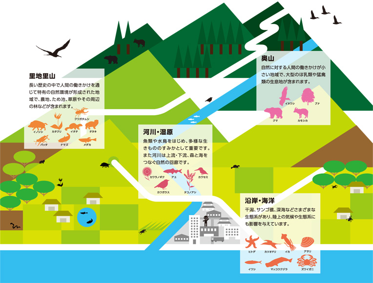 日本の自然環境と生きもののつながり 生物多様性 Biodiversity