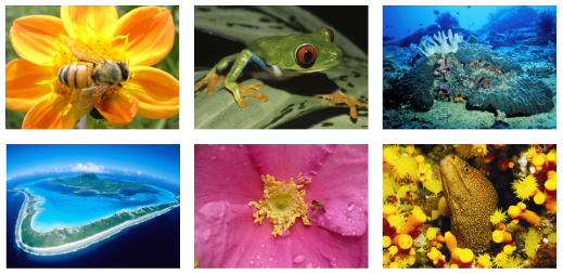 国際生物多様性年ロゴ：写真画像スタイル1