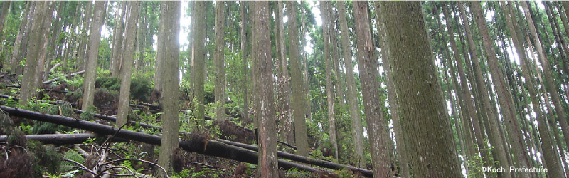 managed forest (Koch Prefecture)