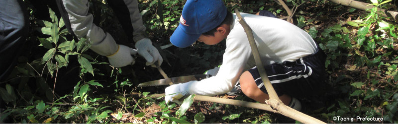 Forest management program with a child (Tochigi Prefecture)