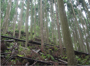 Improved forest (Kochi Prefecture)