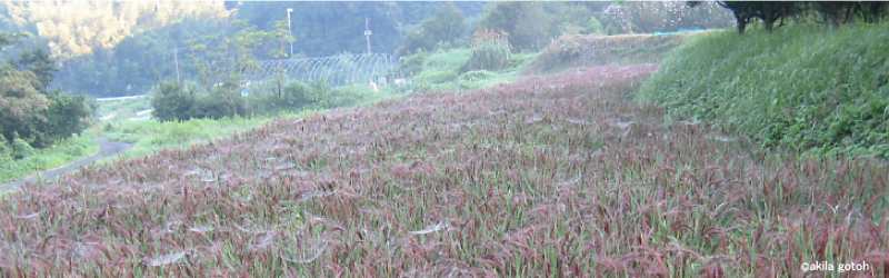 Landscape of paddy filed (provided by Akira Gotoh) 