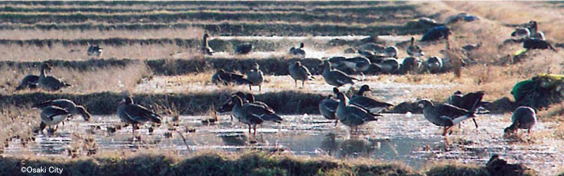 The white-fronted geese in Kabukuri lake (Osaki city, Miyagi Pref.)