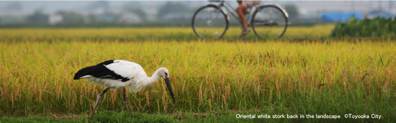 Oriental white stork back in the landscape (Toyooka City)