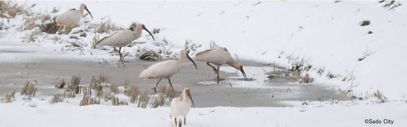 The crested ibis in winter (Sado City)