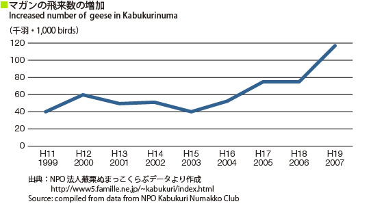 Increased number of geese in Kabukurinuma