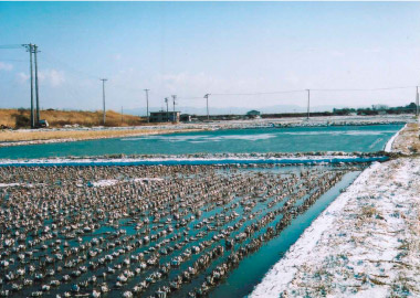 Fuyu-mizu-tambo with flooding winter paddiesy (Osaki City)