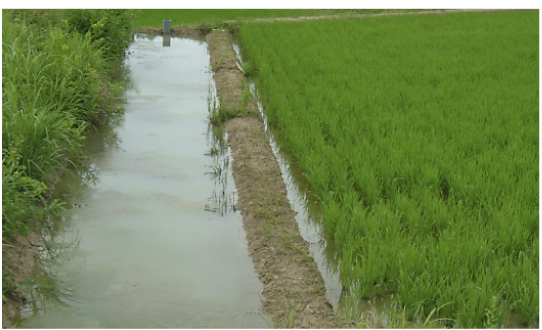 Setting fishways and ditches in paddies and drainage canals (Sado City)