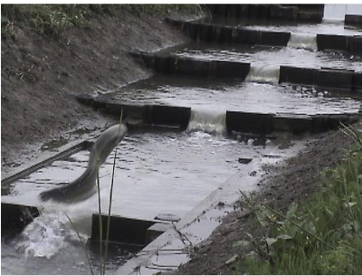 Catfish running up the fishway (Shiga Prefecture)