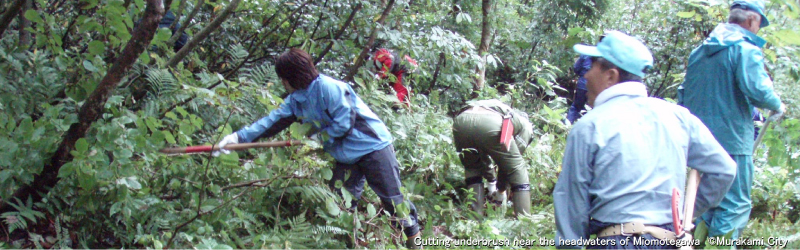 Cutting underbush near the headwater of Miomotegawa (Murakami City)