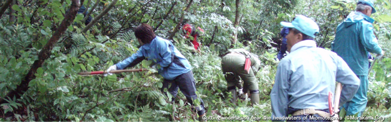 Cutting underbush near the headwater of Miomotegawa (Murakami City)