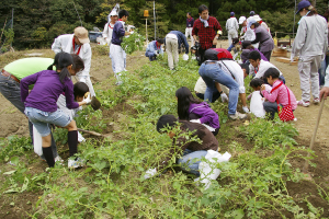 Digging for potatoes (Fukuoka City Waterworks Bureau)