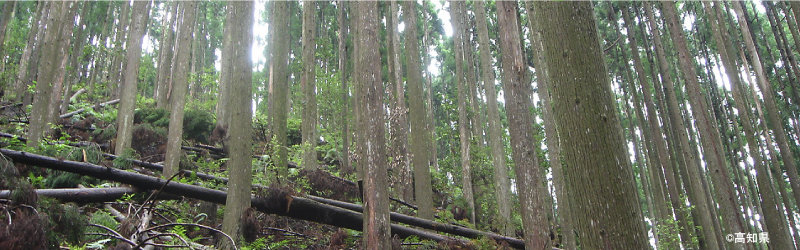 管理された森林（高知県）