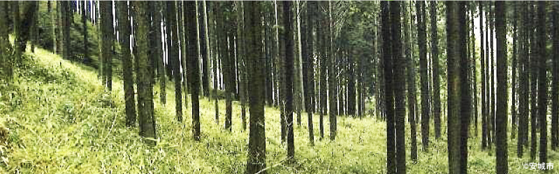 整備された森林（安城市提供）