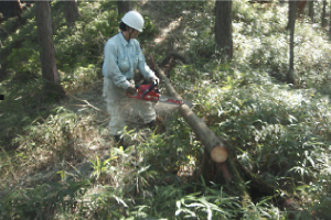 森林の管理作業の様子（安城市提供）