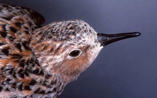 Calidris ruficollis