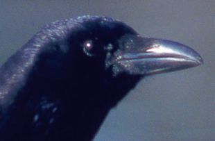 Corvus corone