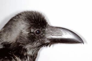 Corvus macrorhynchos