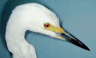 Egretta intermedia