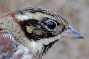 Emberiza rustica