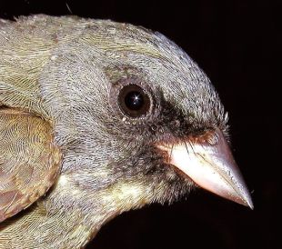 Emberiza spodocephala