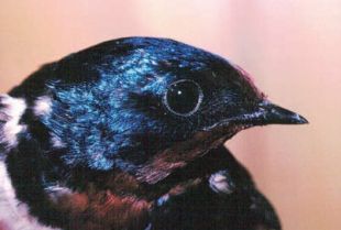 Hirundo rustica