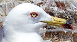 Larus crassirostris