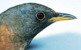 Turdus chrysolaus