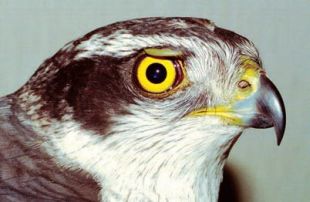 Accipiter gentilis