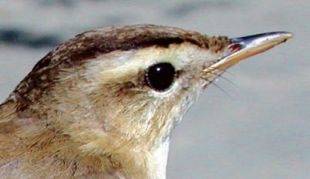 Black-browed Reed Warbler