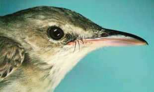 Oriental Reed Warbler